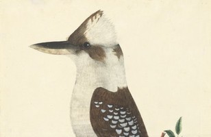 Laughing kookaburra (Dacelo novaeguineae), 1790s