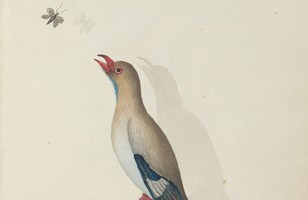 Dollar bird or Pacific roller (Eurystomus orientalis), 1788–90 (reproduction)