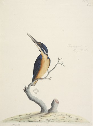 ‘Ter,re,a,mar’ or ‘Alcedo’: Azure kingfisher (Alcedo azurea), 1790s