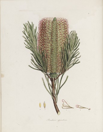 ‘Banksia spinulosa’ or Hairpin banksia, from Zoology and Botany of New Holland and the Isles adjacent