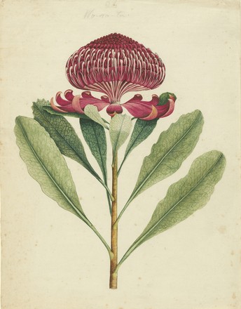 ‘Wa-ra-ta’ (Telopea speciosissima), 1790s