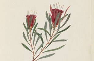 Mountain devil (Lambertia formosa), 1790s 
