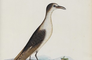 Sooty tern (Sterna fuscata or Onychoprion fuscatus), 1790s 