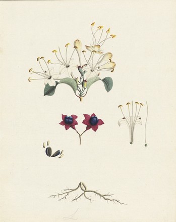 Cumberland tree; Smooth spider bush; Lolly bush (Clerodendrum floribundum), c. 1791 