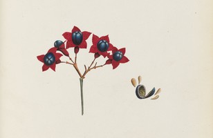 Cumberland tree; Smooth spider bush; Lolly bush (Clerodendrum floribundum), 1790s 