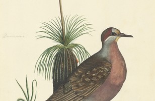 Common bronzewing (Phaps chalcoptera) with small grass tree (Xanthorrhoea media), 1790s 