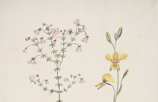 No. 1: Unidentified; No. 2: Golden donkey orchid (Diursis aurea), 1788–91 