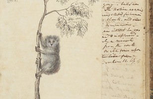 The Monkey Bear of N.S.Wales (1830–1835)