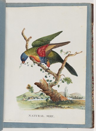 Rainbow lorikeet (Trichoglossus haematodus), 1790s 