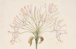 Swamp lily (Crinum pedunculatum), 1788–91 