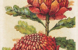 Telopea speciosissima (Waratah) from Australian Wildflowers cigarette cards, 1913