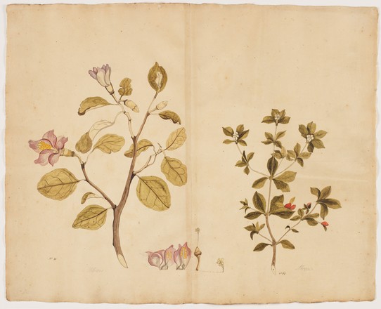 Norfolk Island hibiscus (Lagunaria patersonia); Evergreen (Alyxia gynopogon), 1790s