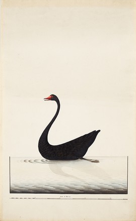 Black swan (Cygnus atratus), 1790s