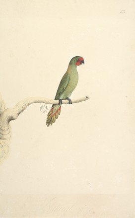 Little lorikeet (Glossopsitta pusilla), 1790s