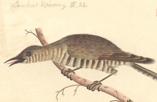 ‘Glossy Cuckoo’: Golden bronze cuckoo (Cuculus plagosus), 1788–93 