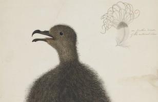 Mt Pitt bird or Providence petrel (Pterodroma solandri), 1790s