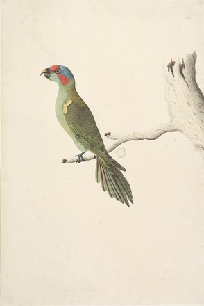 Musk lorikeet (Glossopsitta concinna), 1790s