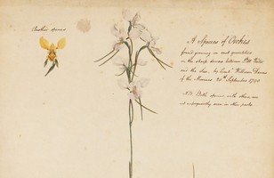 ‘A Species of Orchis’ or Purple donkey orchid (Diursus punctata) and Golden donkey orchid (Diursis aurea), 1790