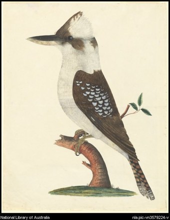Laughing kookaburra (Dacelo novaeguineae), 1790s