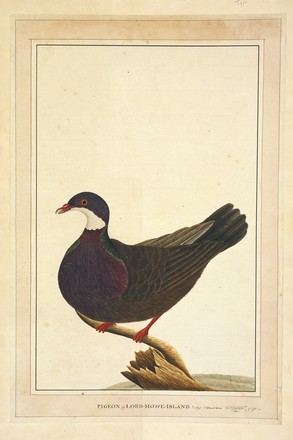 ‘Hawke of Port Jackson’: Sparrowhawk, 1789