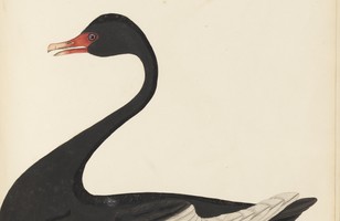 Black swan (Cygnus atratus), 1797 (reproduction)