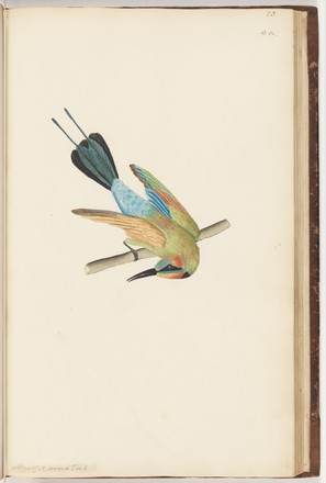 Rainbow bird or Variegated bee-eater (Merops ornatus), c. 1797