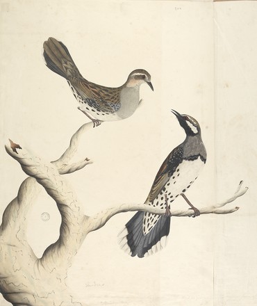 ‘Turdus’: Ground thrush (Cinclosoma punctatum), 1792 