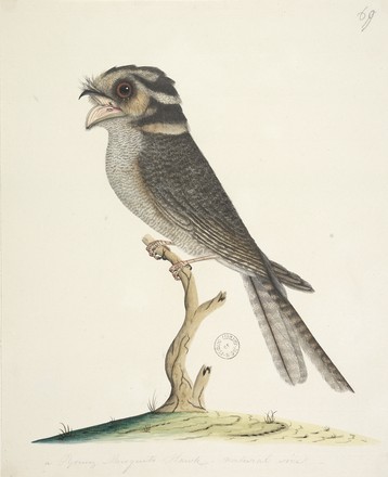 Owlet nightjar or Banded goatsucker (Aegotheles cristatus), c. 1790s 