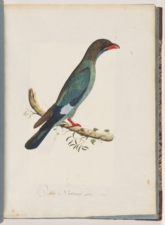 Dollar bird or Pacific roller (Eurystomus orientalis), 1790s 