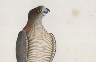 ‘Pigeon of Lord Howe Island’ or White-throated pigeon (Columba vitiensis godmanae), 1790