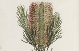 ‘Banksia spinulosa’ or Hairpin banksia, from Zoology and Botany of New Holland and the Isles adjacent