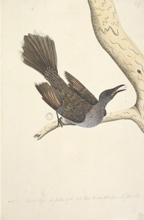 Brush wattle-bird (Anthochaera chrysoptera), 1790s