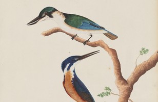 Sacred kingfisher (Todiramphus sanctus) and Azure kingfisher (Alcedo azurea), 1790s
