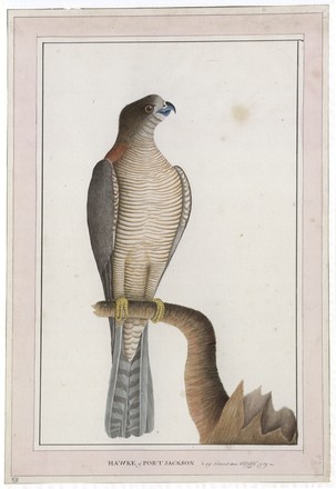 ‘Pigeon of Lord Howe Island’ or White-throated pigeon (Columba vitiensis godmanae), 1790