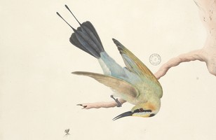 ‘Merops’ : Rainbow bird or Variegated bee eater (Merops ornatus), 1790s 