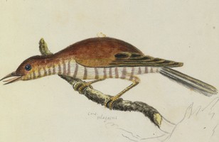 ‘Cuculus plagosus … Glossy Cuckoo’, c. 1799 