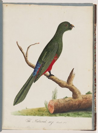 King parrot (female) (Alisterus scapularis), 1790s 