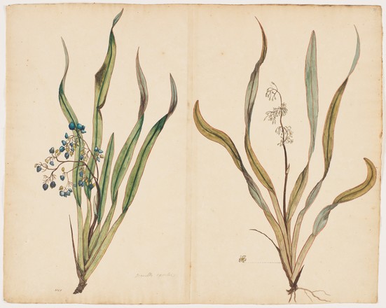 Turutu (Dianella intermedia), 1790s 