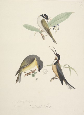 1. White-naped honeyeater (Melithreptus lunatus); 2. Eastern spinebill (Acanathorhynchus tenuirostris); 3. Yellow robin (Eopsaltria Australia), 1790s 