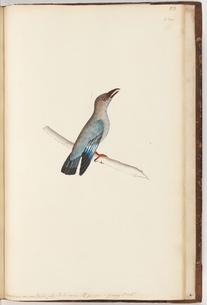 ‘Coracias orientalis’: Pacific roller or Oriental roller, c. 1797 (reproduction) 