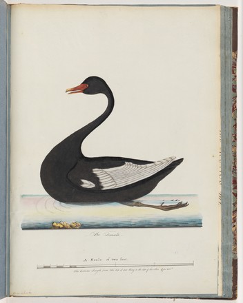 Black swan (Cygnus atratus), 1790s 