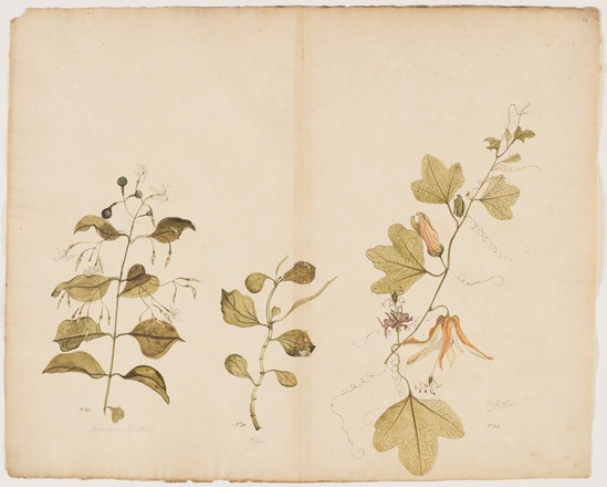 Stiff jasmine (Jasminum volubile); Two-leaved peperomia (Peromia urvilleana); Passiflora adiantum, 1790s 