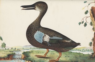 Hawksbury duck (Anas jubata); Australian wood duck (Chenonetta jubata), 1790s 
