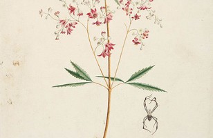 ‘Ceratopetalum’ or New South Wales Christmas bush (Ceratopetalum gummiferum), 1788–91