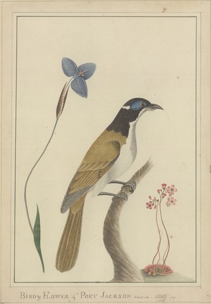 ‘Bird and Flower of Port Jackson’: Blue-faced honeyeater (Entomyzon cyanotis), 1789