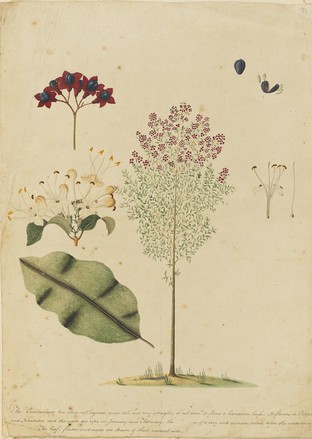 Cumberland tree; Smooth spider bush; Lolly bush (Clerodendrum floribundum), 1790s