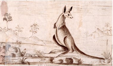 Drawing of a kangaroo in its environment