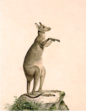 Watercolour drawing of a kangaroo