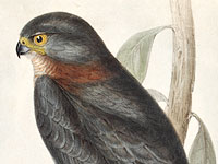 The birds of Australia, 1848