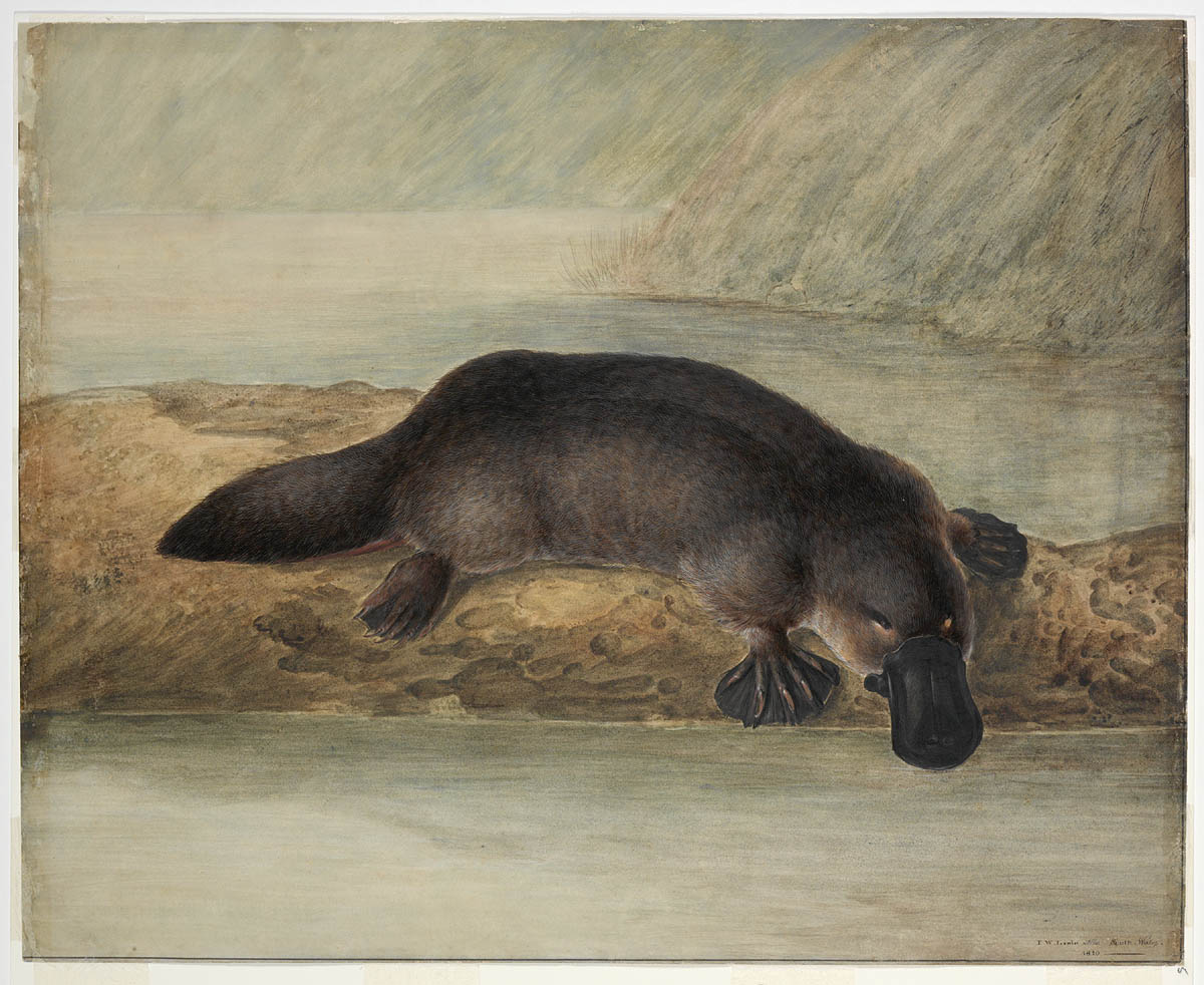 Platypus, 1810, by Lewin